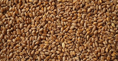 Zboże wypłynie z Ukrainy. Jest porozumienie